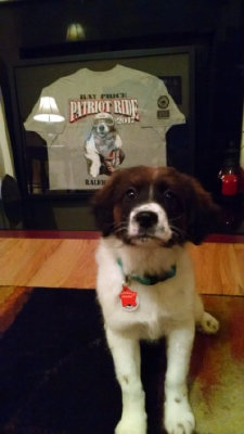 Charlie's first photo in his new home with Chewy's shirt in the background