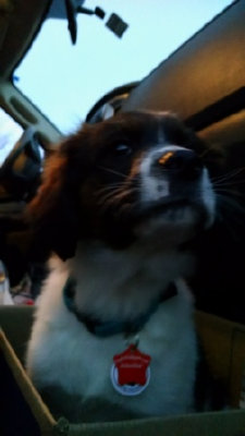 Charlie in the truck to go to his furever home