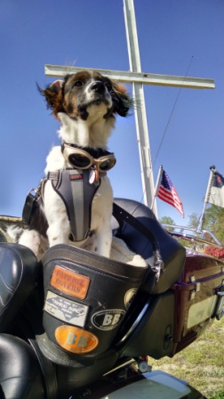 Charlie Mike biker dog at Kipling Cross